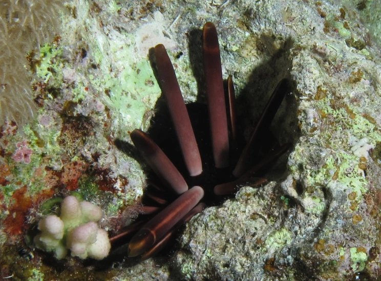 an underwater scene with some very pretty brown things