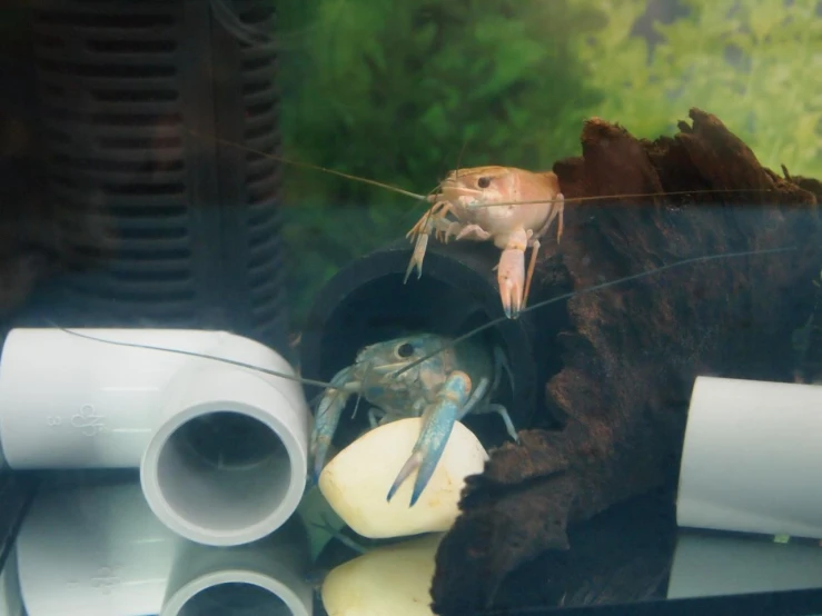 shrimp in an aquarium surrounded by some water pipes