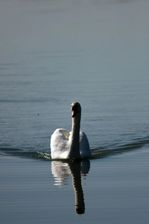 a swan floats on the water next to another duck