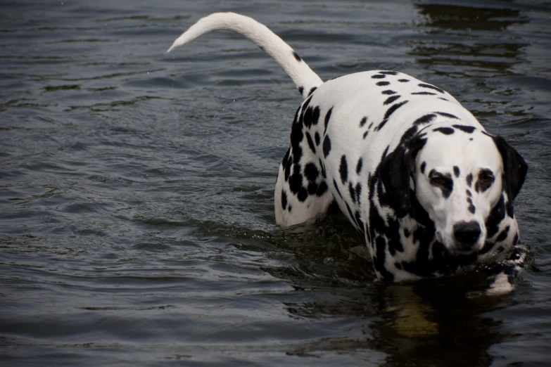 a dalmatian dog in water with it's nose hanging back