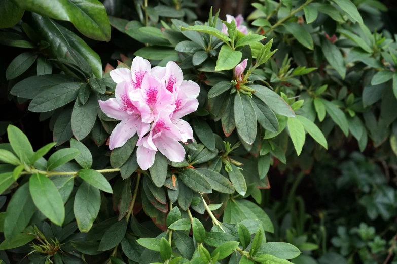 an image of a pink flower with green leaves