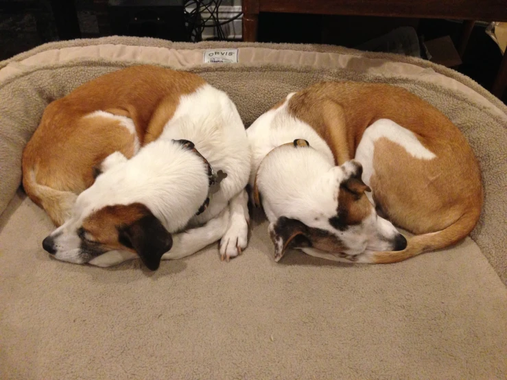 two dogs lying in the middle of two beds