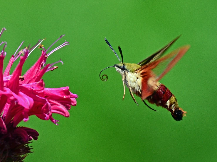 a hummingbird flying through the air near a pink flower