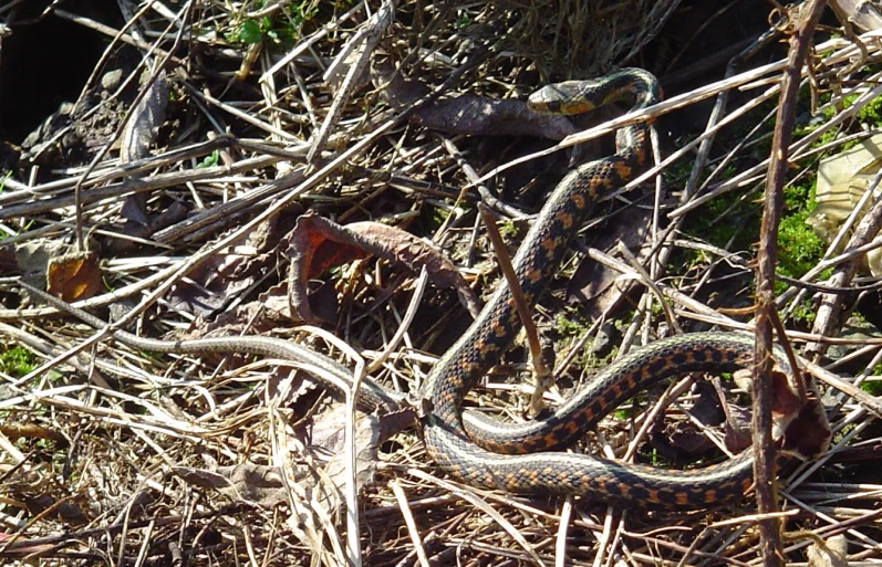 snake with head down in bushes outside