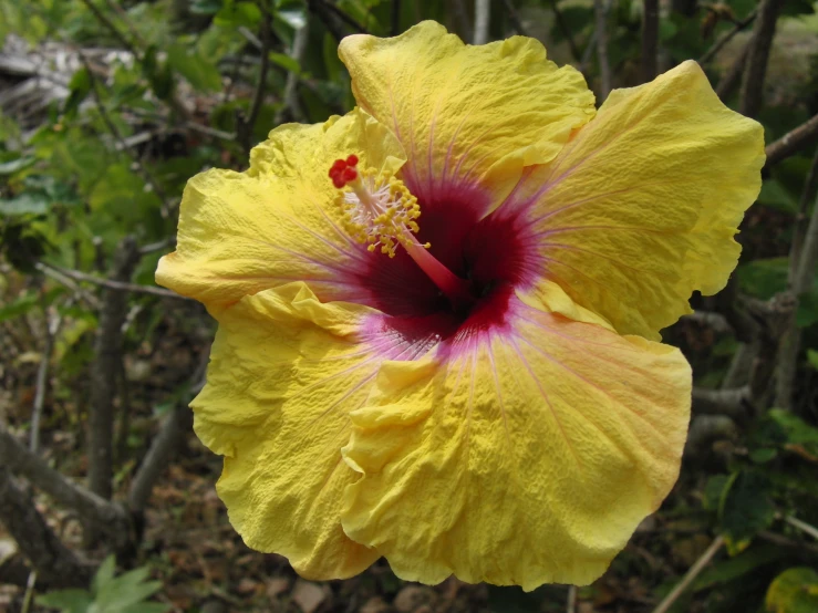 there is a yellow and red flower on this bush