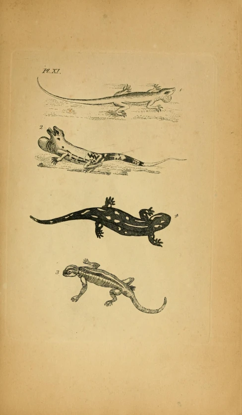 three lizards in different poses on a page from a book