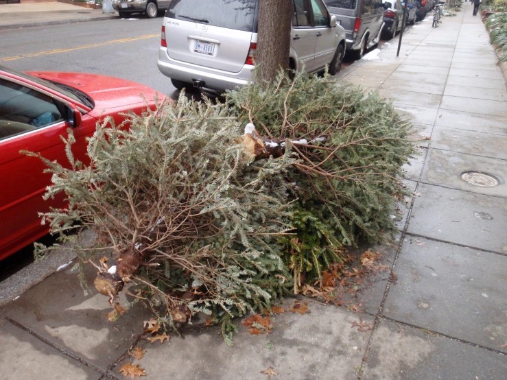 a shrub sitting next to a tree in the grass