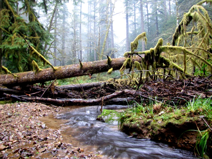 a fallen tree and some moss on the ground