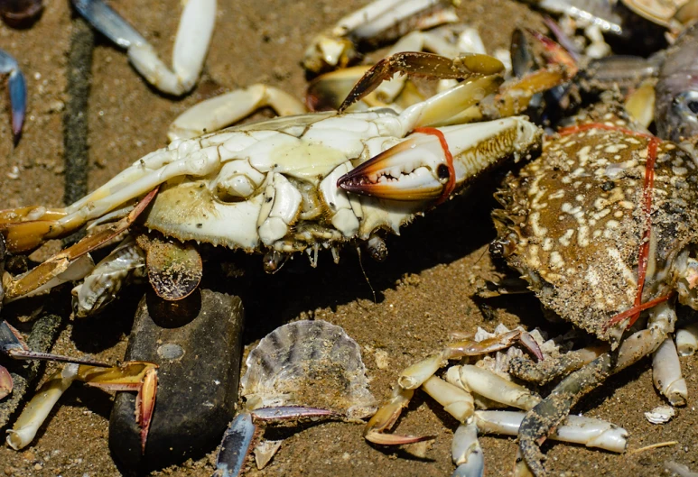 there are several crabs and clams on the ground