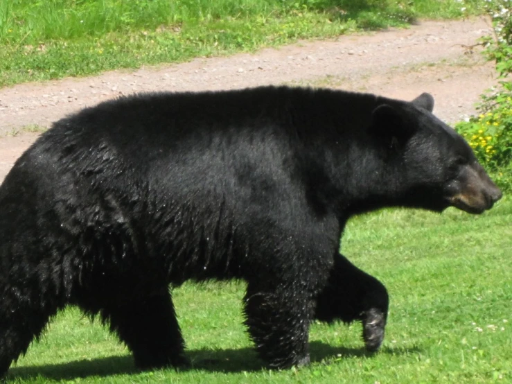 a black bear walking down a field of grass