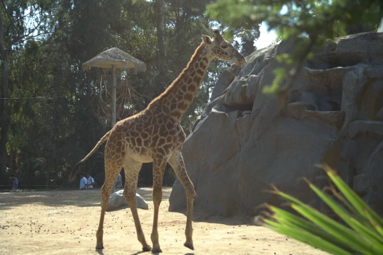 a giraffe standing on dirt near a fenced area