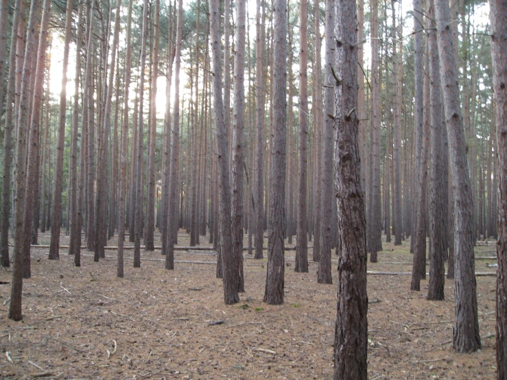 a pine forest is filled with lots of trees