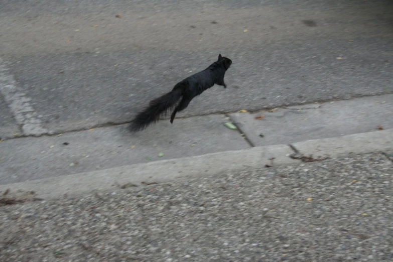 an animal running down the street with its tail around it