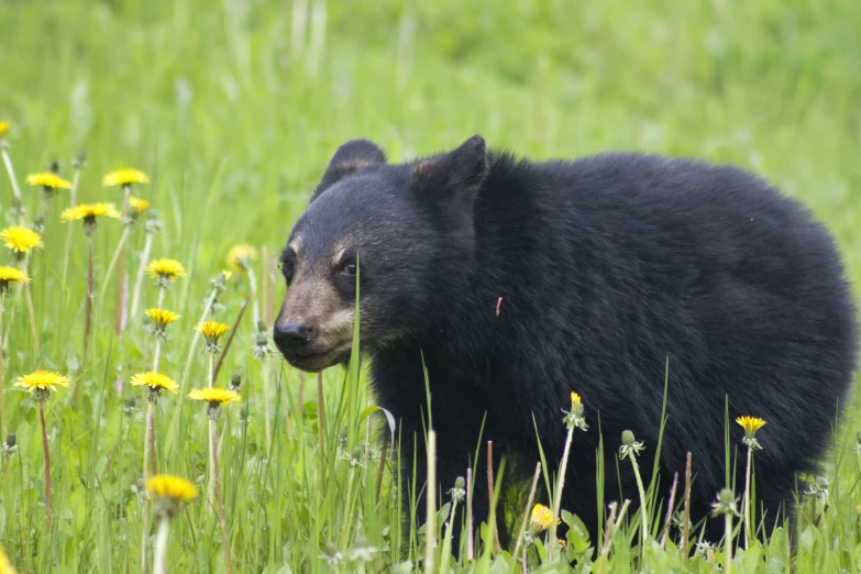 an adult black bear with grass and flowers behind it