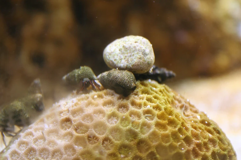 a close up of a group of small animals in an aquarium