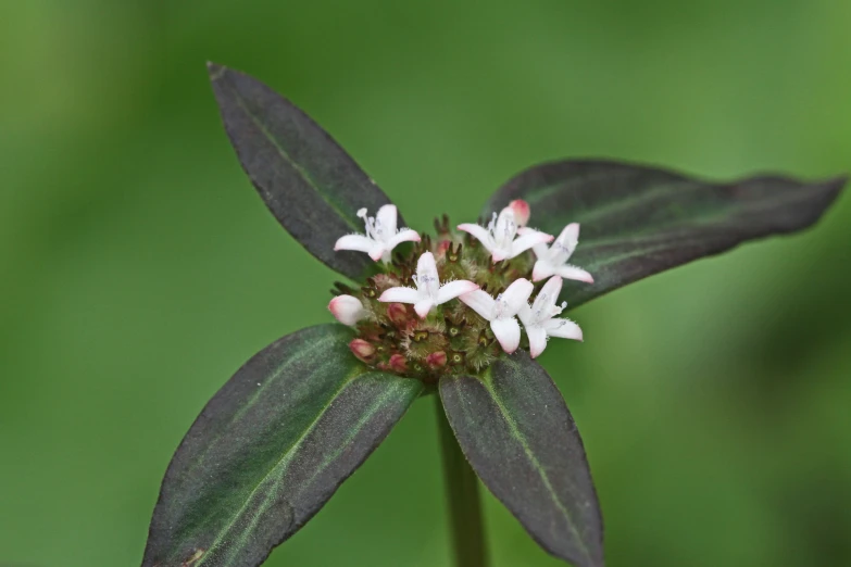 a small white flower with purple flowers on it