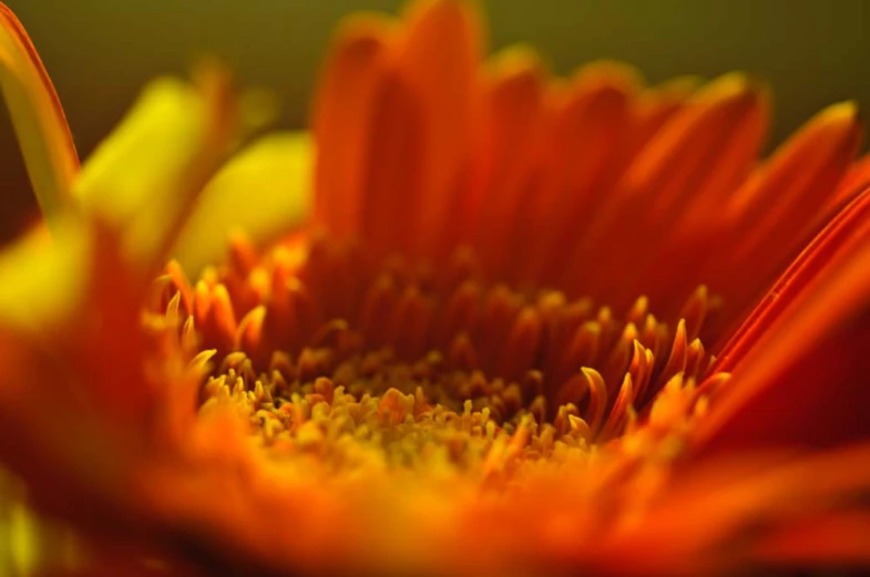 the center of a red flower with yellow petals