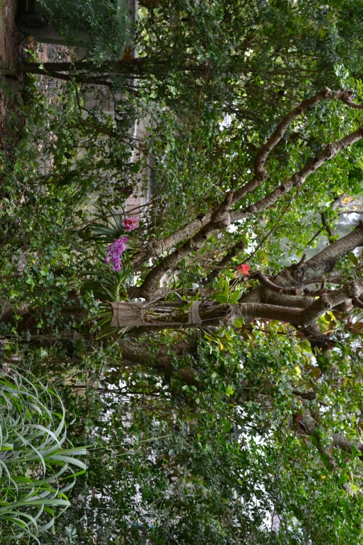 a bench between some trees and plants