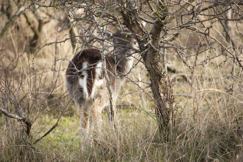 a spotted animal is peering through some dead trees