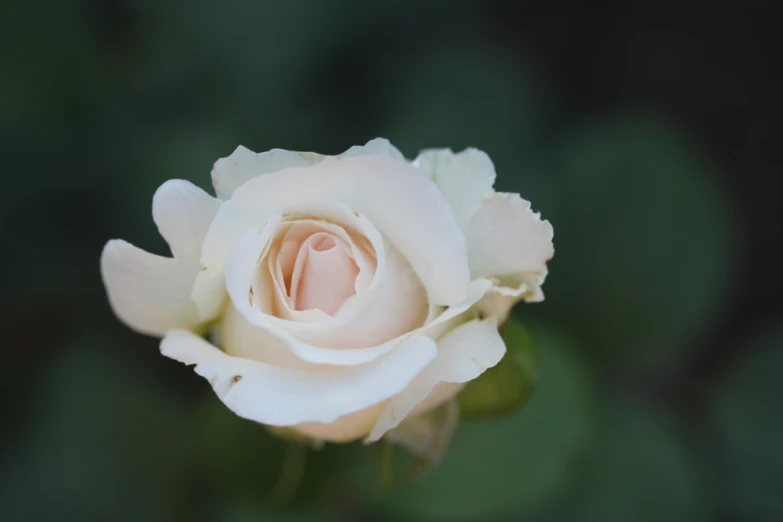 a white rose with its petals open in the dark
