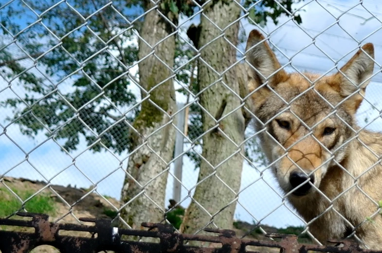 the dog is standing behind the fence near the trees