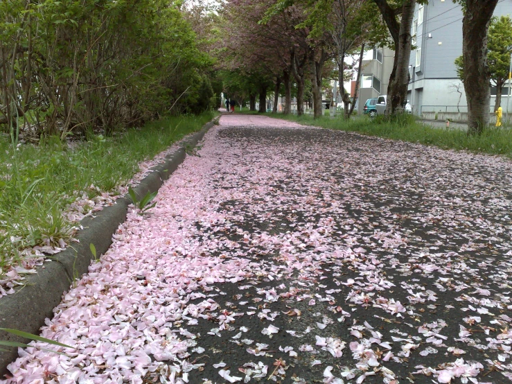 the path has fallen petals on it next to grass