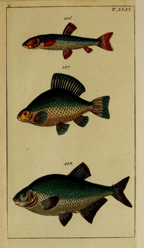 an antique painting showing four different types of fish