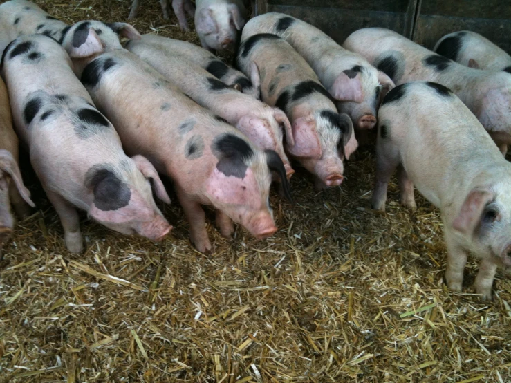 a herd of pig snuggling in hay next to each other