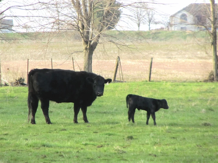 the mother cow and calf are in their fenced pasture