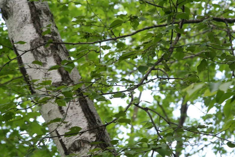 the trunk and bark of a tree with green leaves