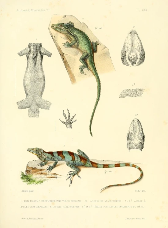 different kinds of lizards sitting on paper