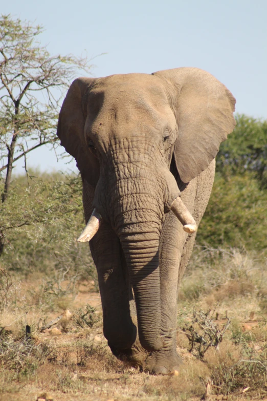 an elephant is walking with trees and rocks nearby