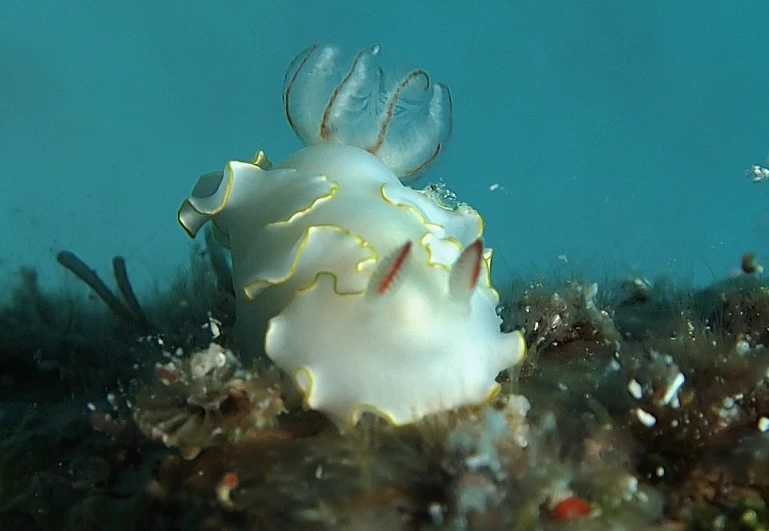 an underwater picture shows the face and shell of a white jellyfish