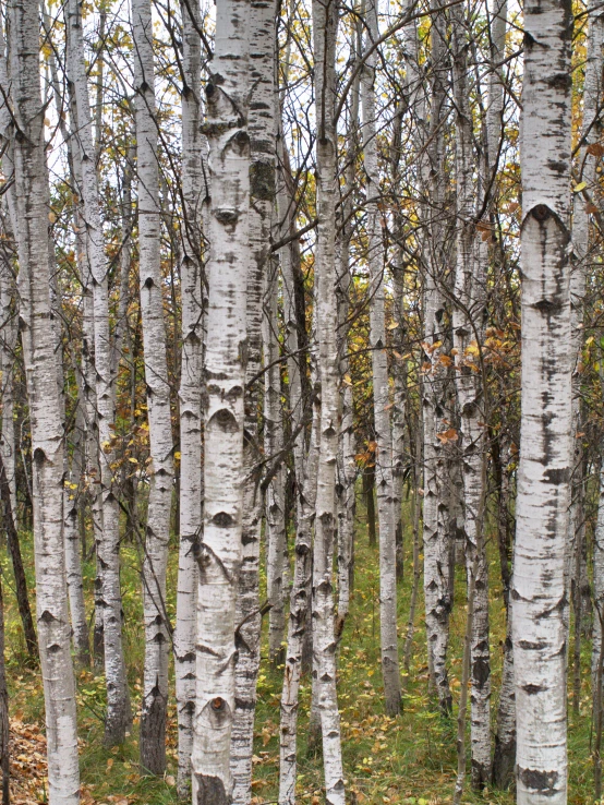 a forest with several trunks of trees in fall