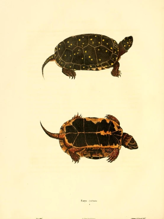 turtles in three different stages of flight