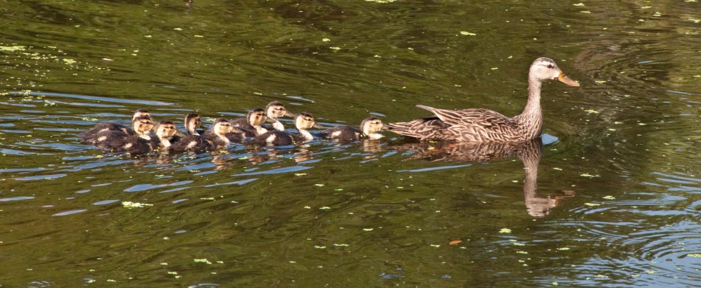 a mother duck and her babies swim in a pond