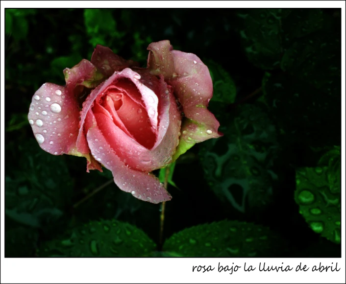 pink flower with water droplets on petals in front of green leaves