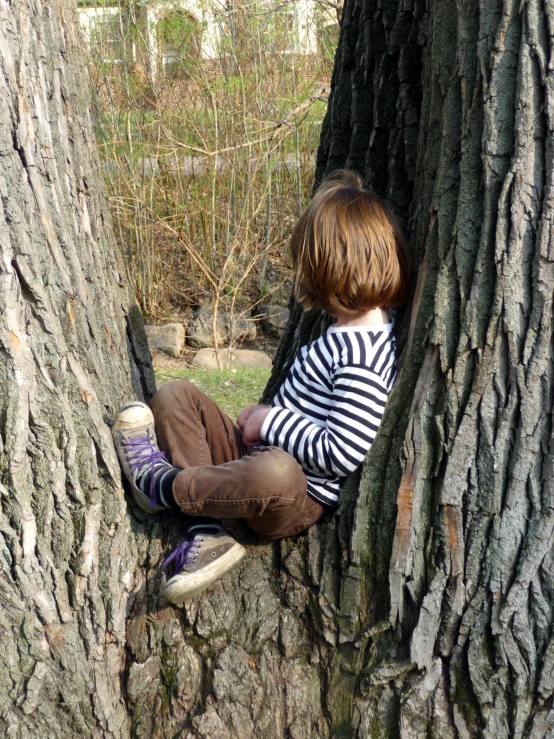 a little  sitting in the bark of a tree