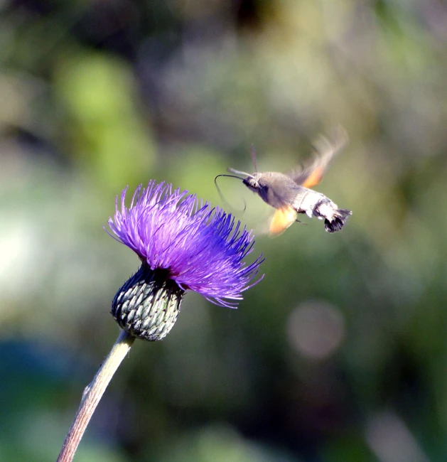 two small humming birds flying to the flower