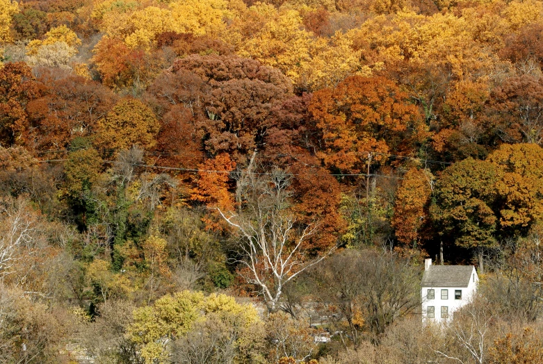 there is a white house in the trees