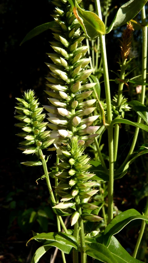 two flower stalks with green leaves and white flowers