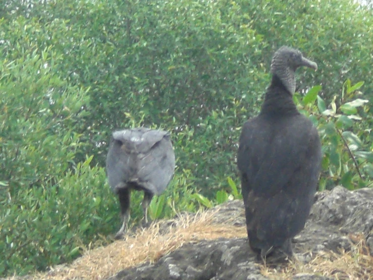 a vulture sitting next to a bird on top of a grass covered field