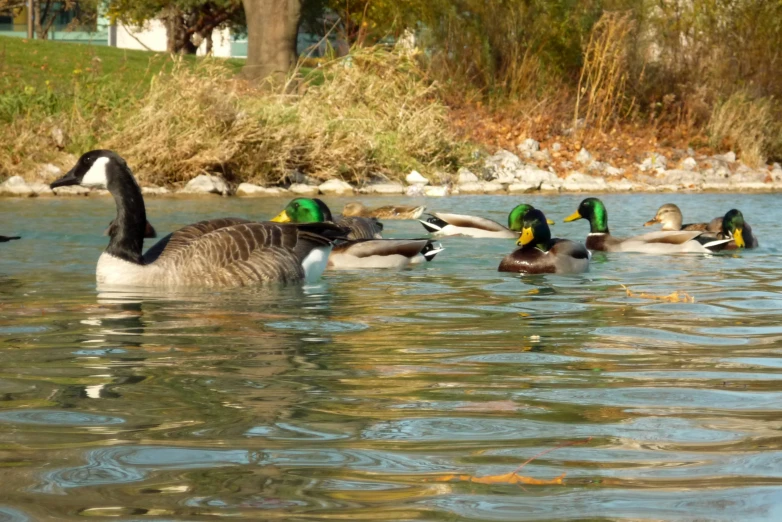 some ducks are swimming on a lake