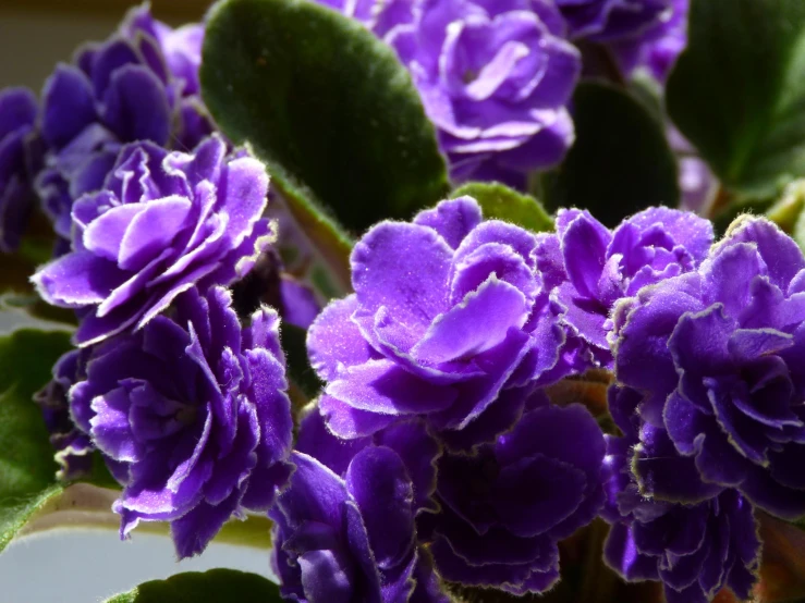 purple flowers in a vase are pographed against a backdrop