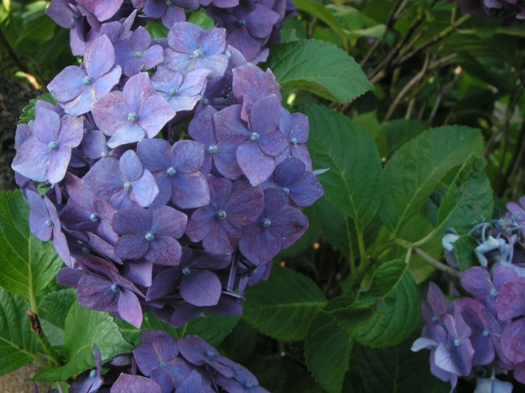 lilacs in bloom and green leaves surrounding them