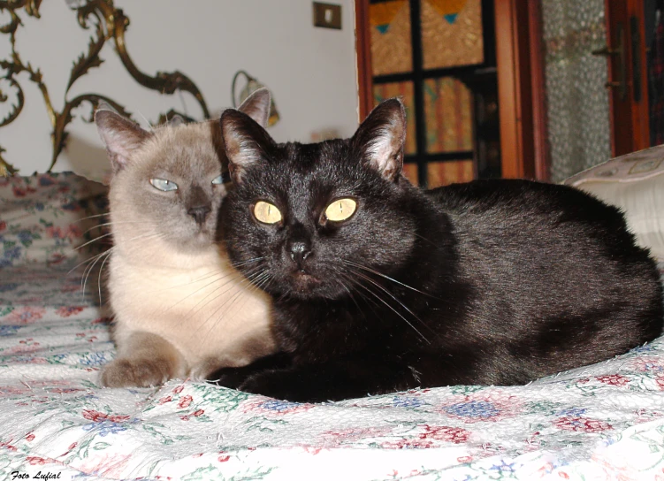 two cats are resting on a bed