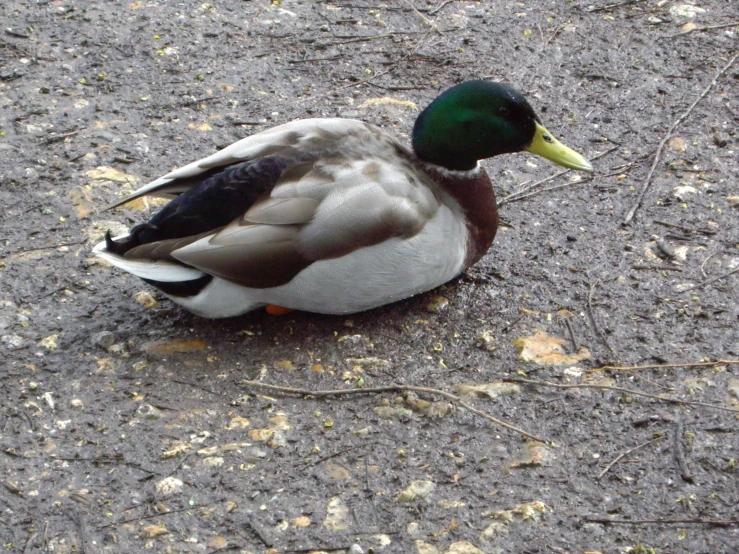 a duck is standing on the ground near leaves