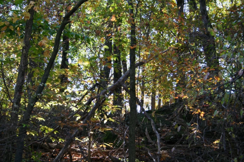 trees that have fall in a forest