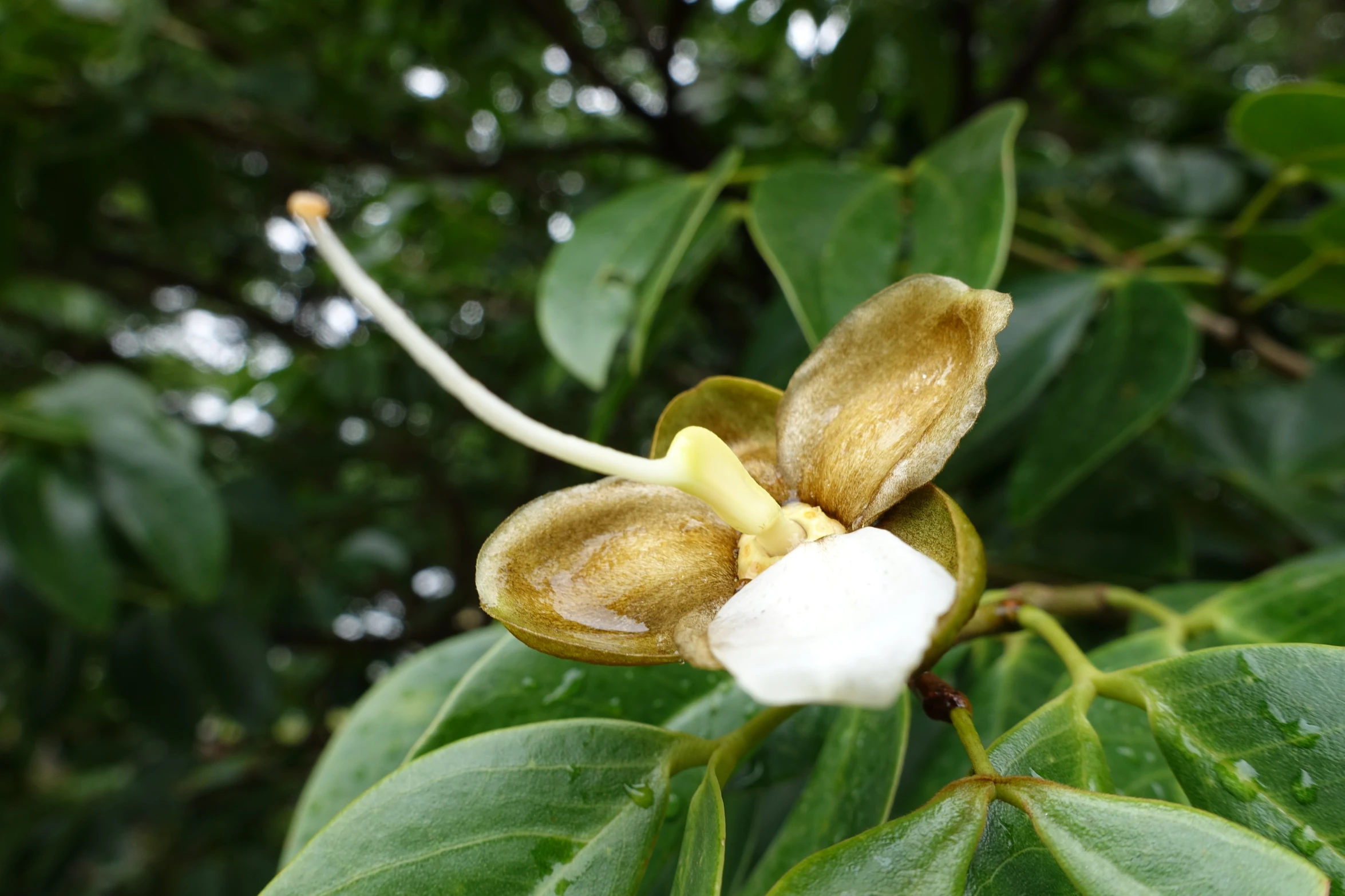 close up of small yellow flower on green leaves