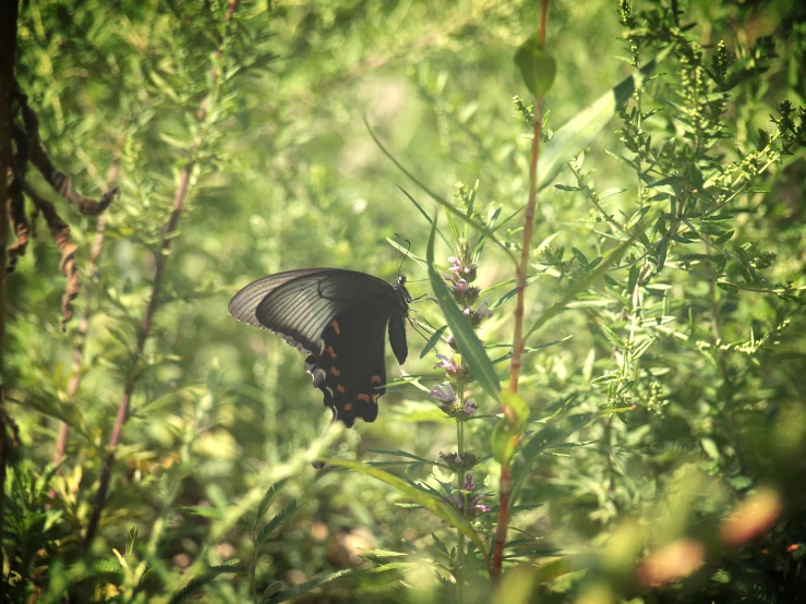 a erfly on a nch with the sunlight hitting through